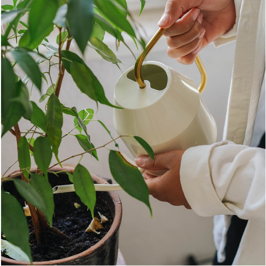 How often should I water my plants? The Beginner's Guide.