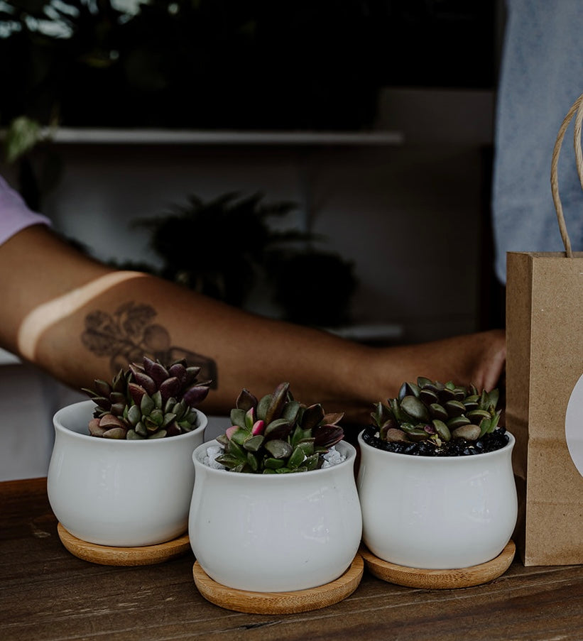 Seasonal Plant Cocktail