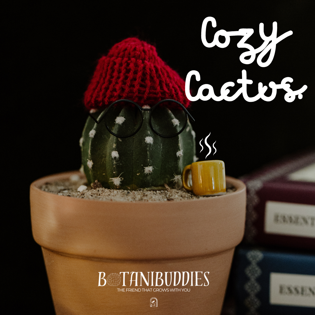 Cozy Cactus