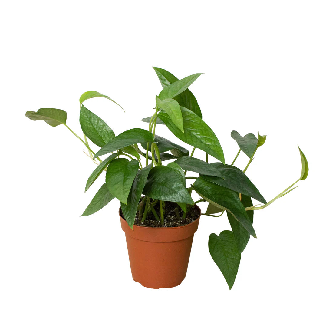 “Pothos” Cebu Blue