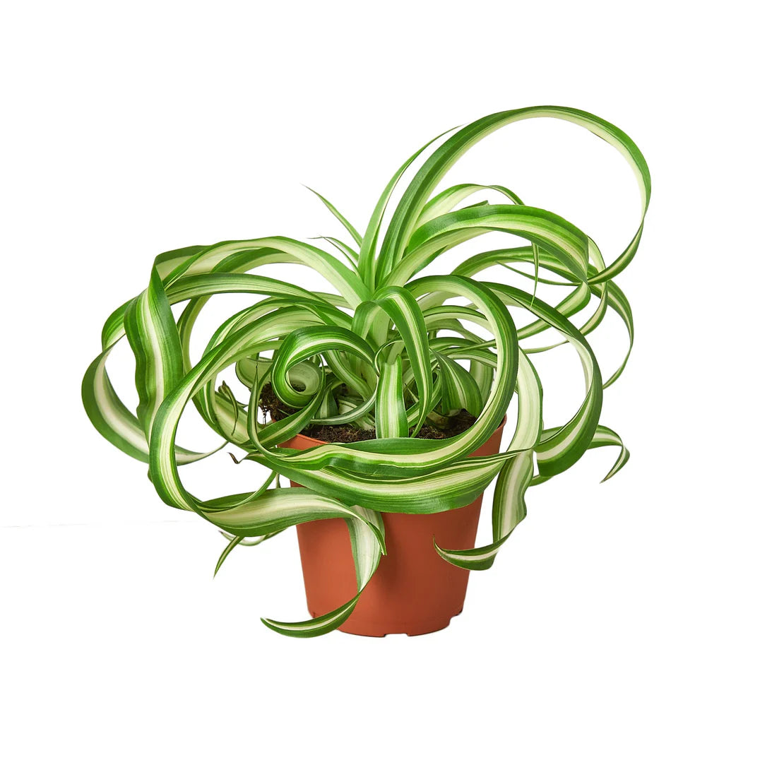 Spider Plant ‘Bonnie’