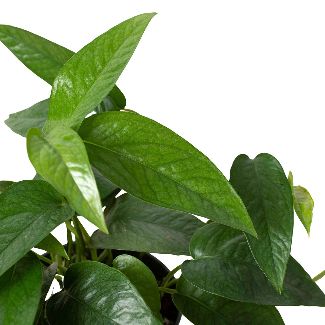 “Pothos” Cebu Blue