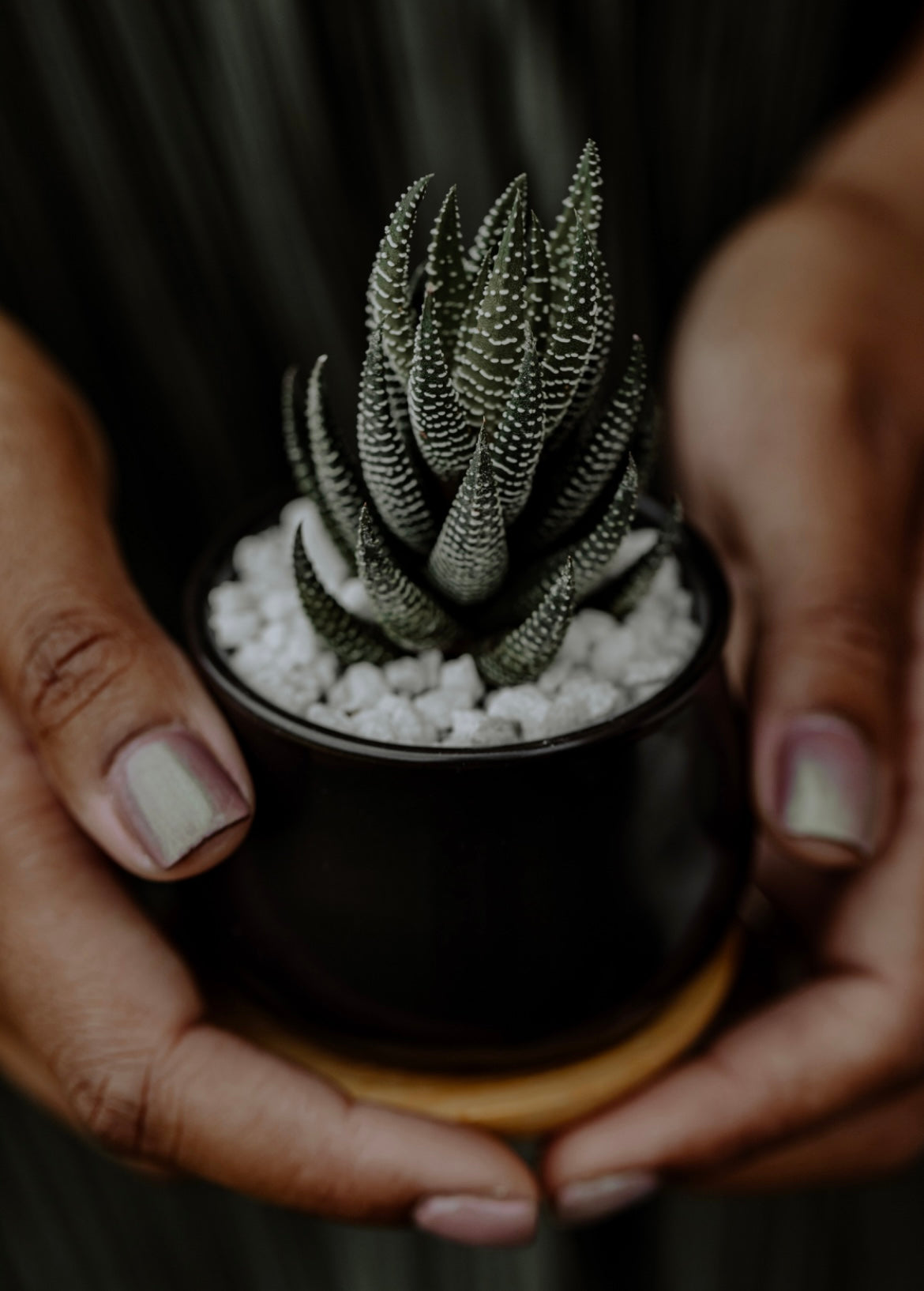 Seasonal Plant Cocktail