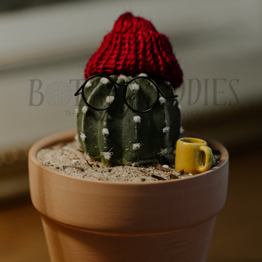 Cozy Cactus