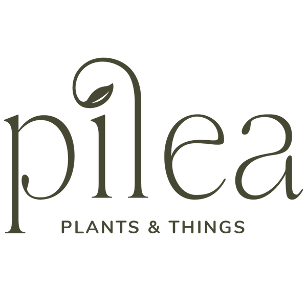 Pilea Plants & Things logo