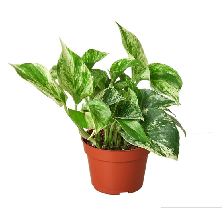 Pothos 'Marble Queen'