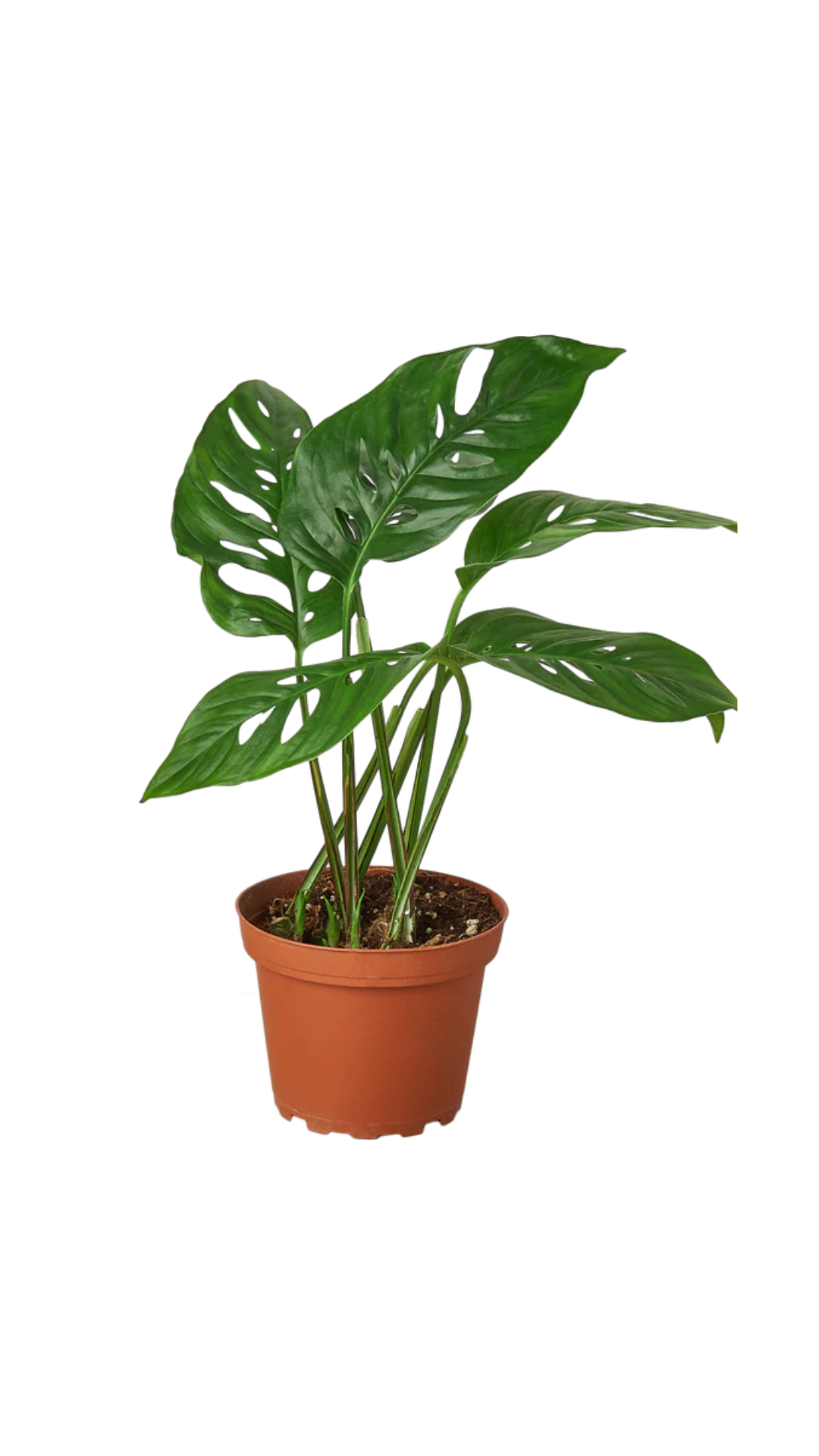 Monstera Adansonii 'Swiss Cheese'