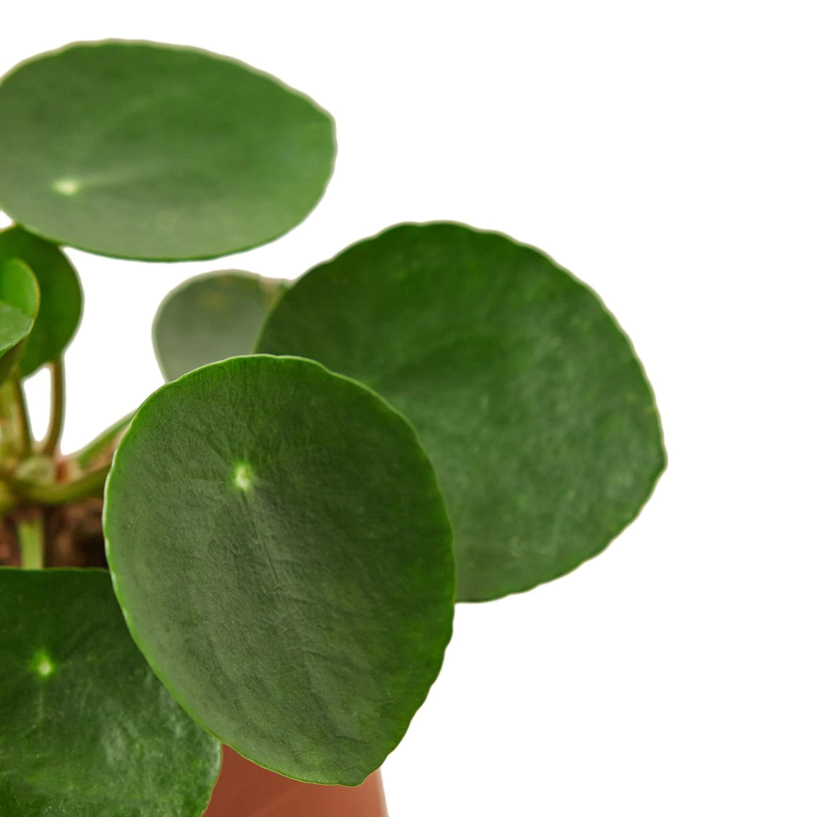 Pilea Peperomioides 'Friendship Plant’