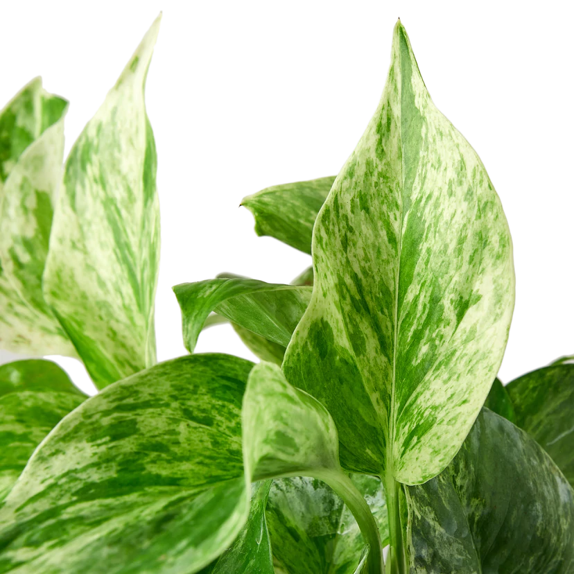 Pothos 'Marble Queen'
