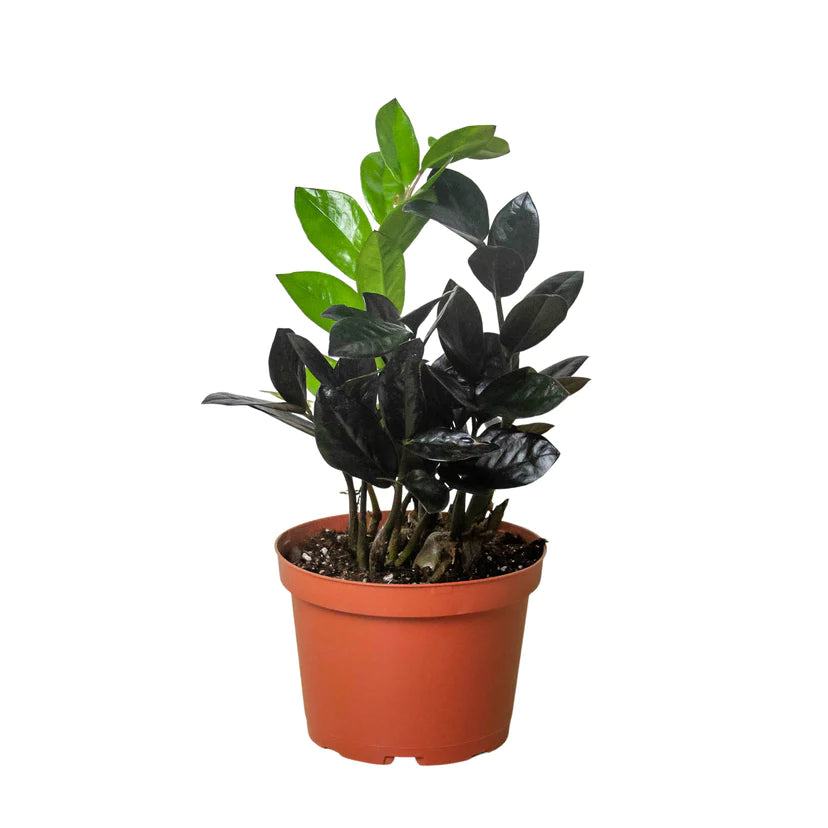 Zamioculcas Zamiifolia 'Black Raven'