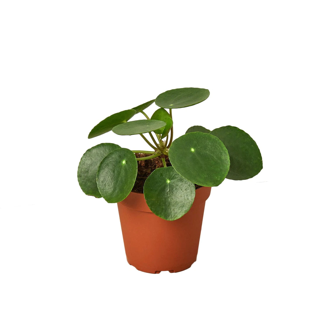 Pilea Peperomioides 'Friendship Plant’