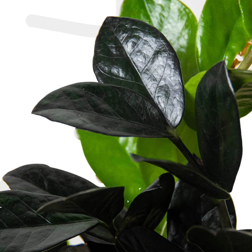 Zamioculcas Zamiifolia 'Black Raven'