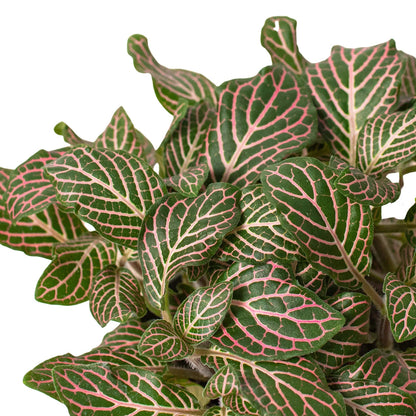 Pink Fittonia “nerve plant”