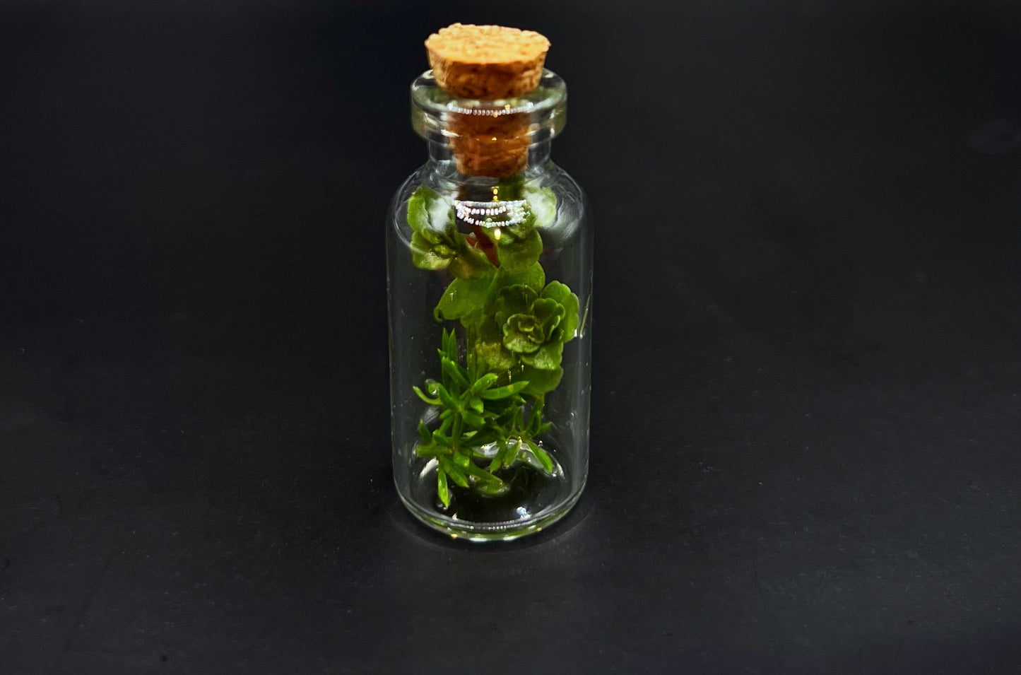 Tiny Terrarium