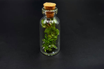 Tiny Terrarium