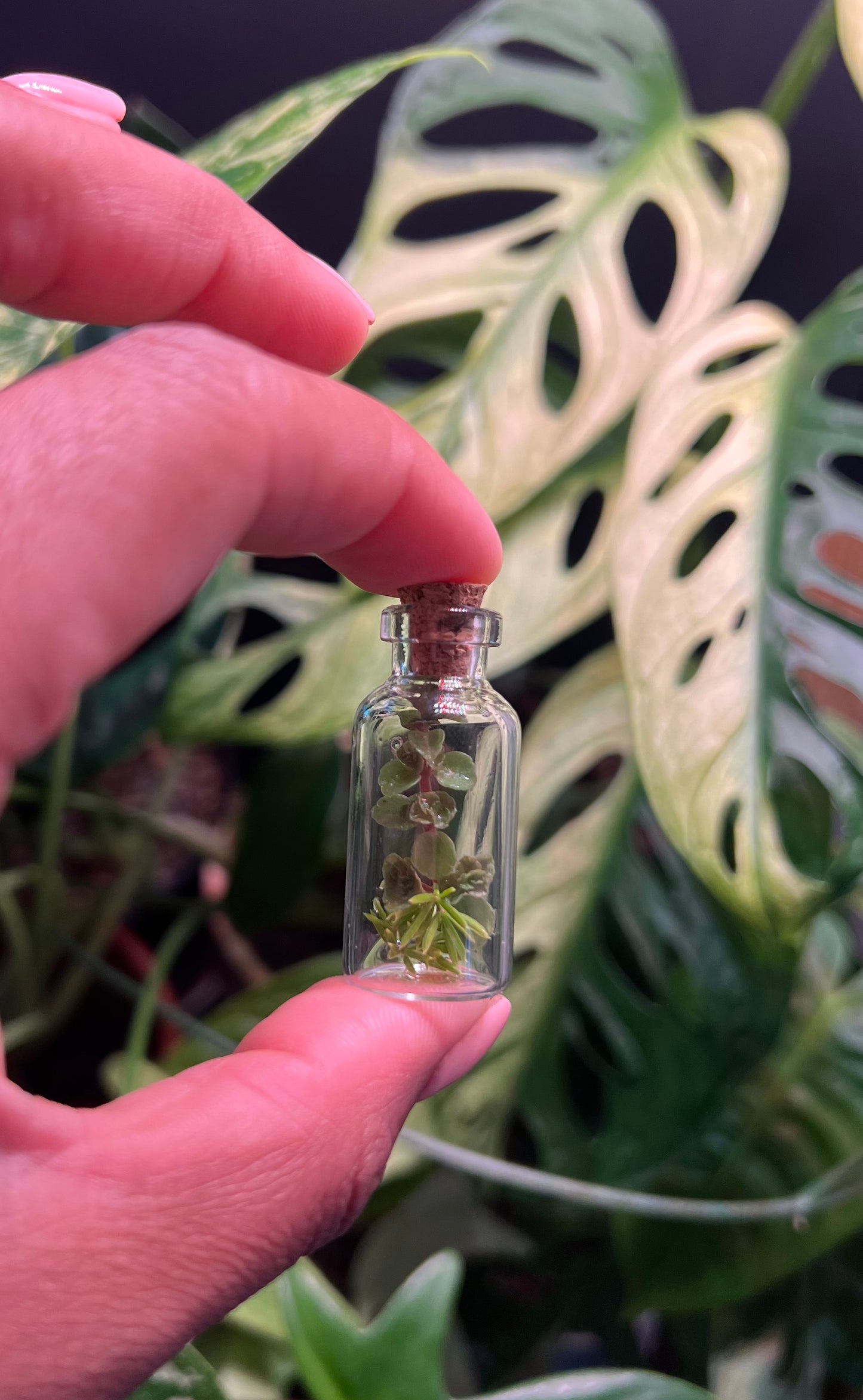 Tiny Terrarium