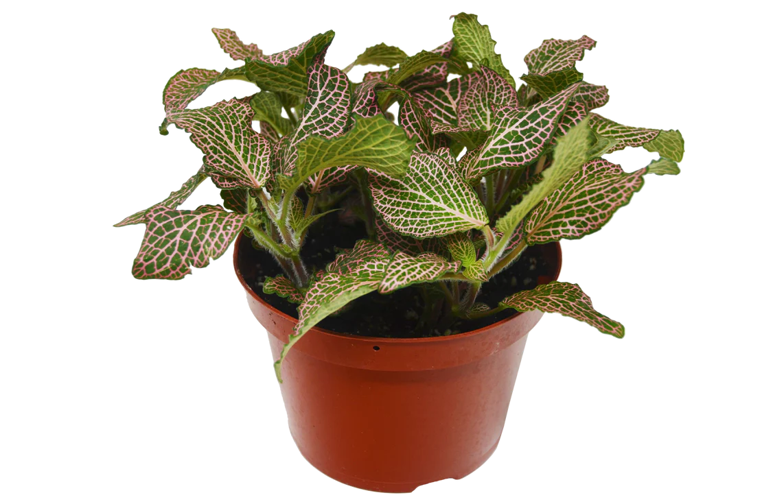 Pink Fittonia “nerve plant”