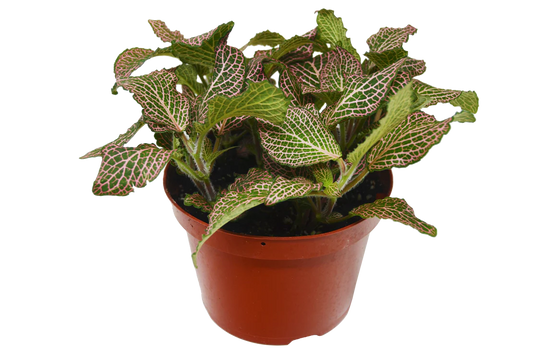 Pink Fittonia “nerve plant”