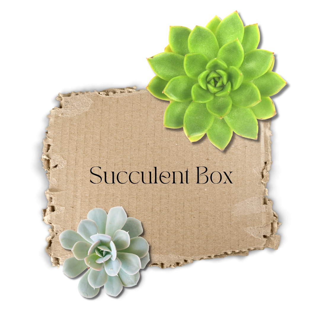 Succulent Box