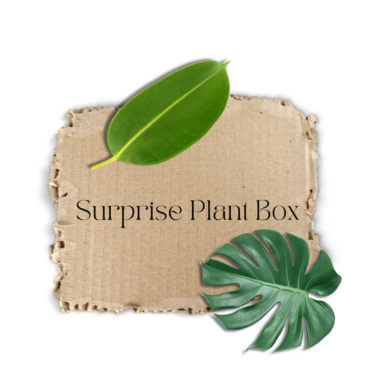 Surprise Plant Box