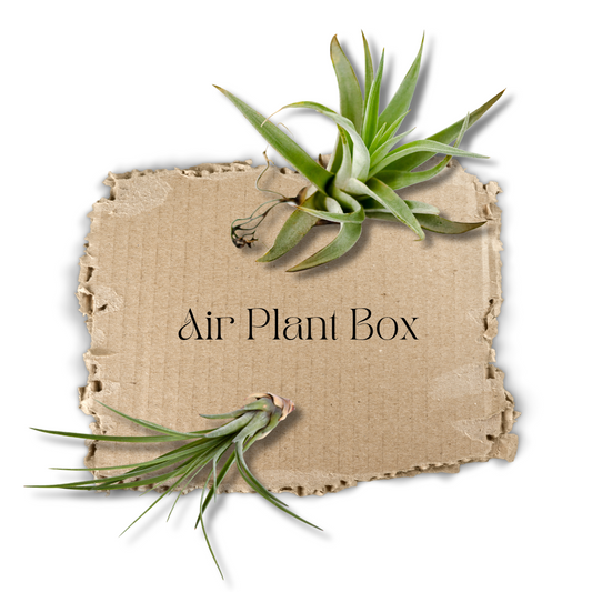 Air Plants Box