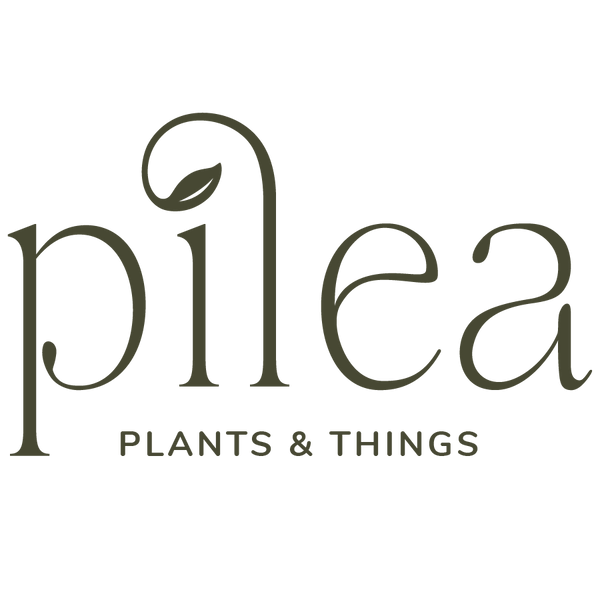 Pilea Plants & Things